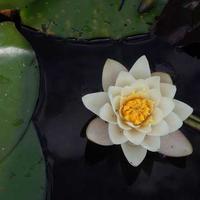 苹果视频推荐LOGO